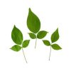 Bel Patra – Green Leaves